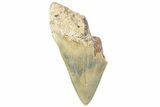Partial, Fossil Megalodon Tooth - Serrated Blade #374073-1